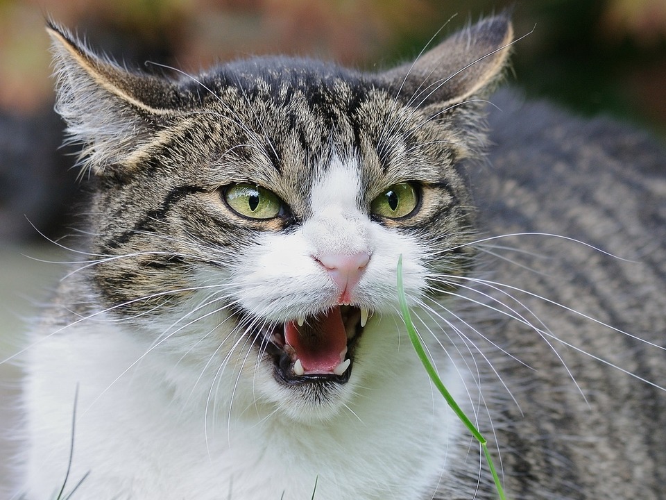 Rozzlobená kočka má uši směřující dozadu, úzké zorničky a syčí. Vibrissae směřují dopředu.